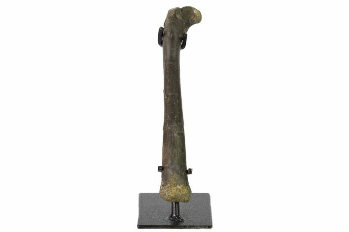 Fossil Raptor (Saurornitholestes?) Femur on Metal Stand - Montana #165905